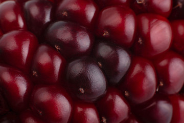 Ornamental corn closeup background