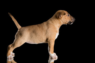 miniature bull terrier puppy studio