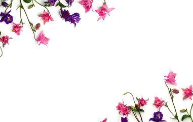 Frame of pink and violet flowers columbine ( Aquilegia vulgaris, granny's bonnet ) on a white background. Top view, flat lay