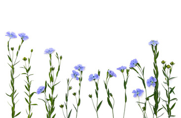 Blue flowers flax and capsule with seed flax ( Linum usitatissimum, linseed ) on a white background with space for text. Top view, flat lay