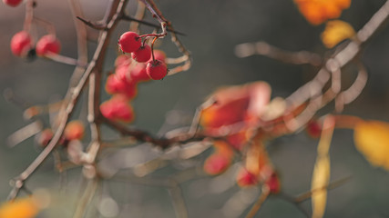 Red wild hawthorn fruits on the branch. Selective focus.