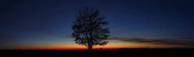 Fototapeta na wymiar Panoramic landscape with a tree on the background of a cloudless sky during sunset.