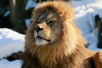 Löwe (Panthera leo) Portrait