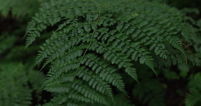 Close up, fern in Madagascar