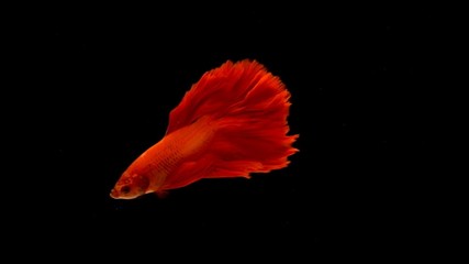Red orange siamese fighting fish with half moon tail swimming in front of isolated black background.