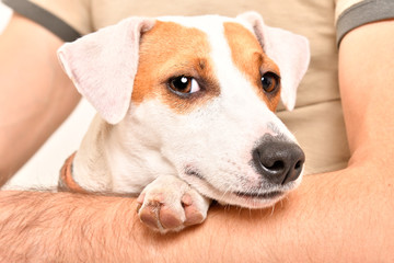 Dog Jack Russell Terrier in the arms of his owner