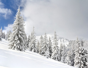 Winter landscape of mountains in fir tree forest covered hoarfrost and in snow and glade in snow. Carpathian mountains