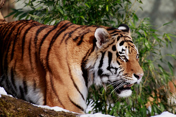 Naklejka na ściany i meble Sibirische Tiger (Panthera tigris altaica) oder Amurtiger 