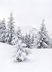 Winter landscape of mountains in fir tree forest and glade in snow. Carpathian mountains