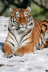 Fototapeta na wymiar Sibirische Tiger (Panthera tigris altaica), im Schnee