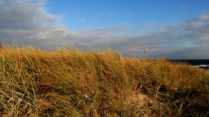 Fototapeta premium Clump Of Grass In Autumn With Cloudy Sky On Baltic Seaside In Germany
