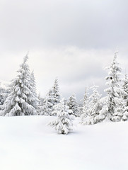Winter landscape of mountains in fir forest and glade in snow