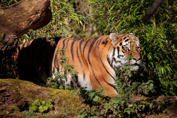 Fototapeta na wymiar Sibirische Tiger (Panthera tigris altaica) oder Amurtiger 
