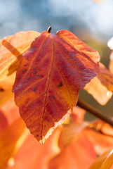 Obraz premium Autumn Leaves