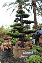 Beautiful flasback to the natural flower park of Genova Nervi this spring in occasion of the Euroflora event