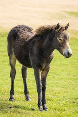 Naklejka na ściany i meble Exmoor Pony, Foal