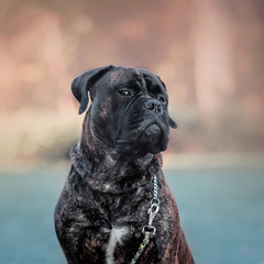 Bullmastiff dog
