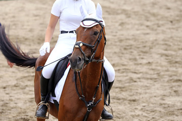 Obraz premium Sport horse portrait during dressage competition