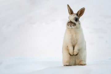 easter bunny isolated on white snow