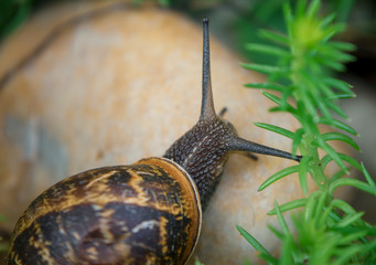 Garden Snail 