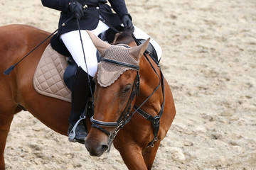 Sport horse portrait during dressage competition