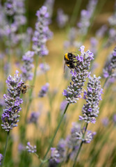 Naklejka premium Bee Collecting Pollen From Lavender