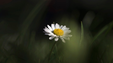 Gänseblümchen © Hanna Gottschalk