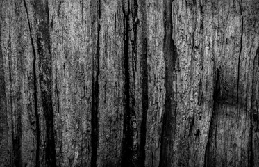 cut wood background, texture for designers and artists
