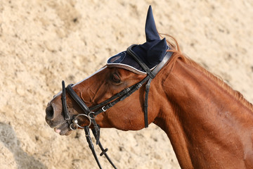 Sport horse portrait during dressage competition
