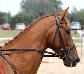 Sport horse portrait during dressage competition
