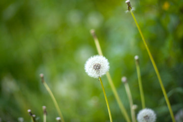 View of dandelion