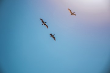 Birds Flying High