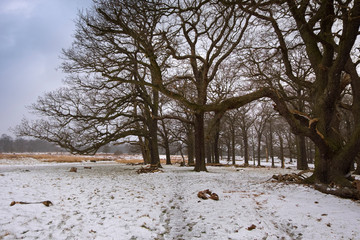 Snow falling over majestic trees in Richmond park on a winter day.
