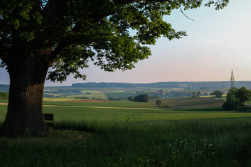 Mächtige Eiche im Altmühltal
