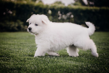 white swiss shepherd small puppy outside