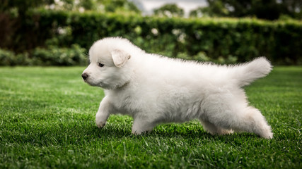 white swiss shepherd small puppy outside