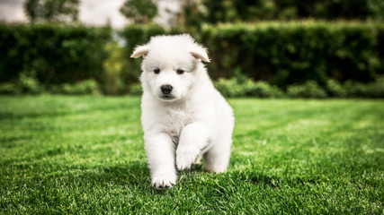 Obraz premium white swiss shepherd small puppy outside