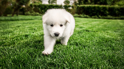 white swiss shepherd small puppy outside