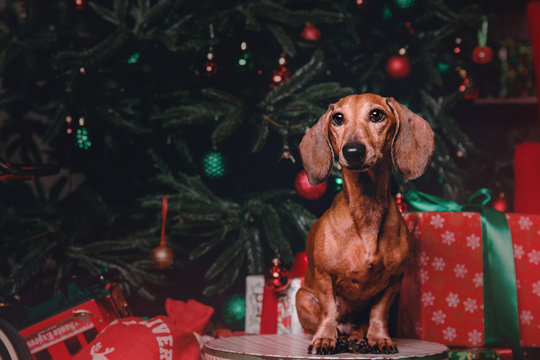 Red dachshund dog in Christmas decorations with gift box