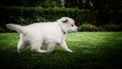 white swiss shepherd small puppy outside
