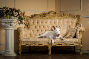 English bull terrier studio