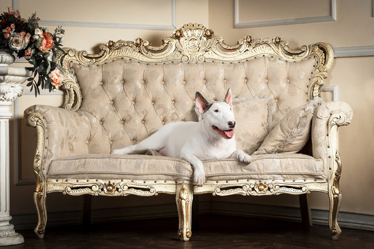 standard english bull terrier