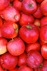 Fototapeta na wymiar the harvest of red apples