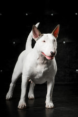 English bull terrier studio