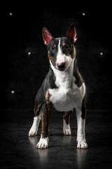 English bull terrier studio