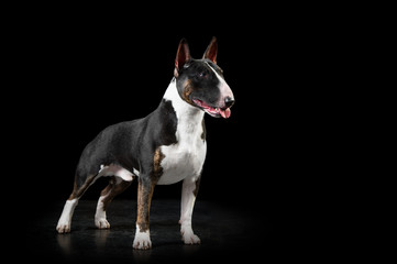 English bull terrier studio