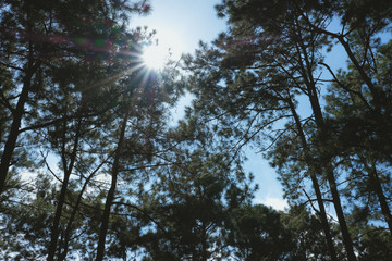 pine tree trunk in coniferous forest