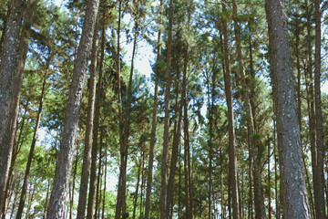 pine tree trunk in coniferous forest
