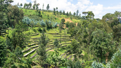 Coffee Plantation: Rwanda's Rich Harvest Amidst Verdant Mountains