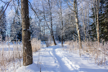 Winter landscape in clear weather. Morning bright sun. Snow plays shine. Frosty Snow Park